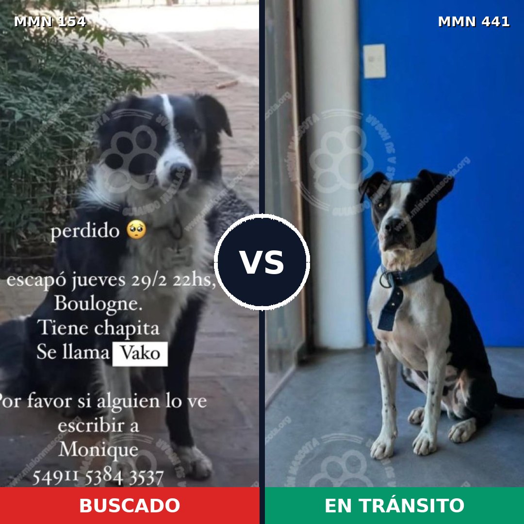 Comparativa MMS 3667: mascota perdida y mascota encontrada, 45% de similitud