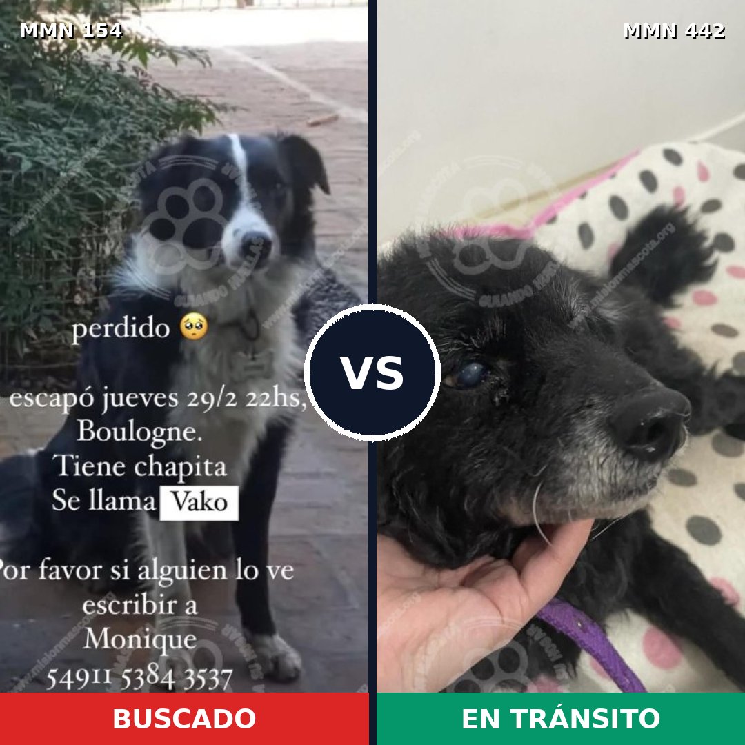Comparativa MMS 3668: mascota perdida y mascota encontrada, 68% de similitud
