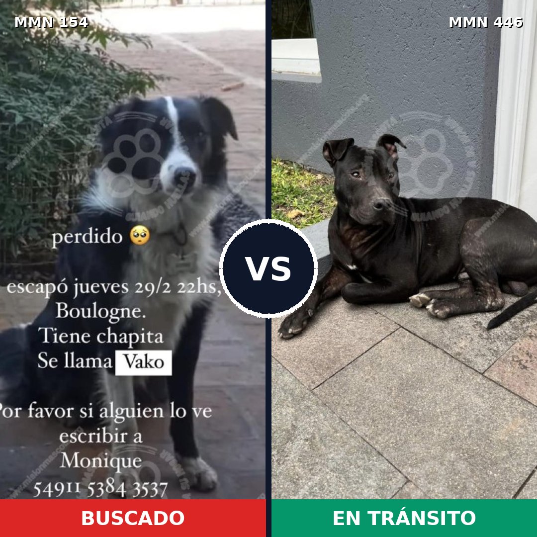 Comparativa MMS 3669: mascota perdida y mascota encontrada, 83% de similitud