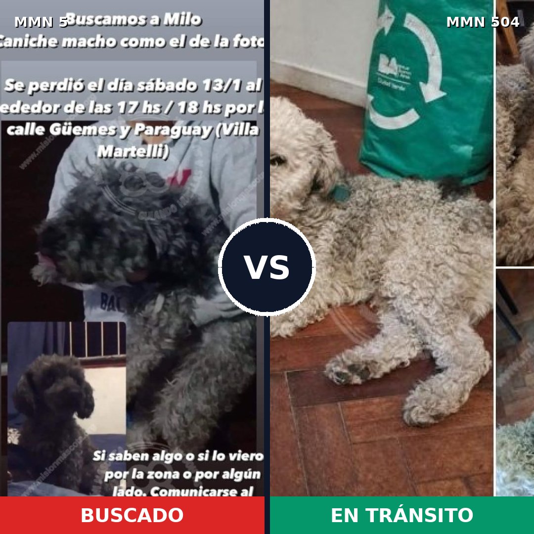Comparativa MMS 367: mascota perdida y mascota encontrada, 64% de similitud