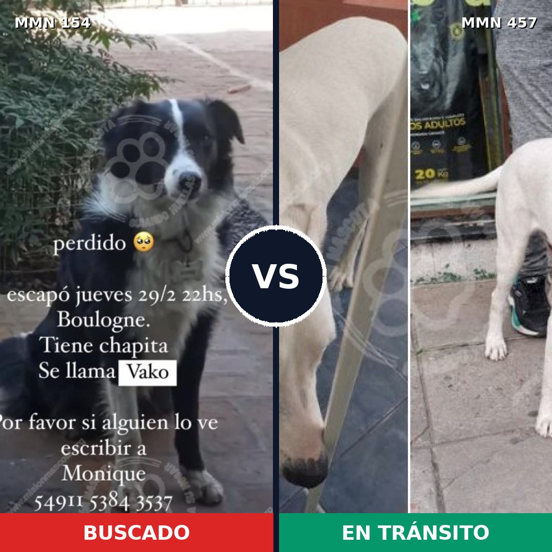 Comparativa MMS 3670: mascota perdida y mascota encontrada, 65% de similitud