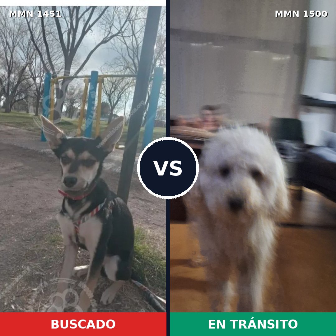 Comparativa MMS 36701: mascota perdida y mascota encontrada, 41% de similitud