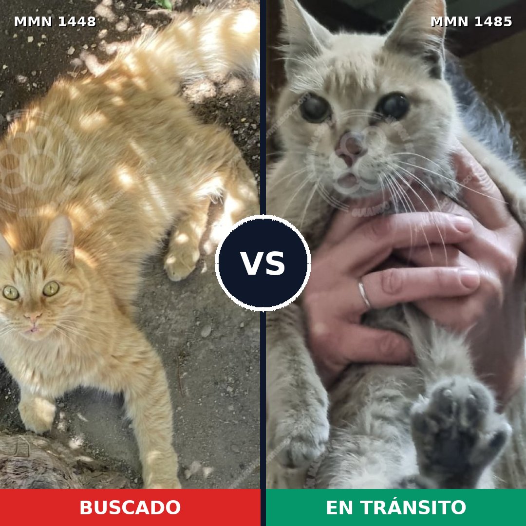 Comparativa MMS 36702: mascota perdida y mascota encontrada, 59% de similitud