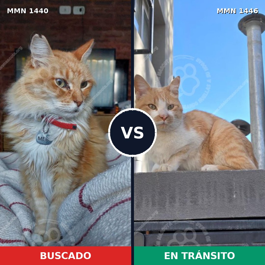 Comparativa MMS 36703: mascota perdida y mascota encontrada, 44% de similitud