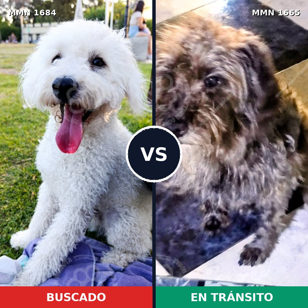 Comparativa MMS 36704: mascota perdida y mascota encontrada, 33% de similitud