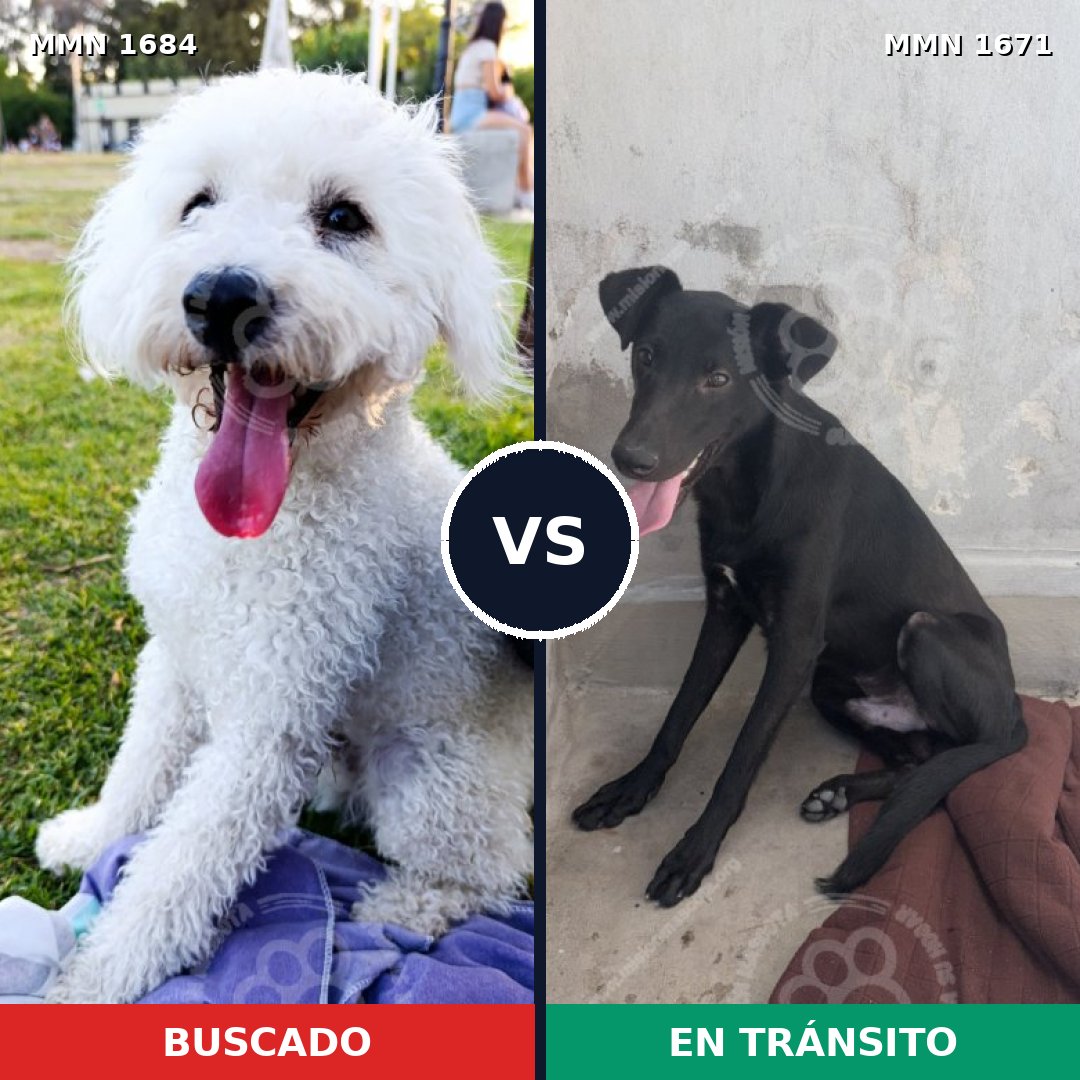 Comparativa MMS 36705: mascota perdida y mascota encontrada, 44% de similitud