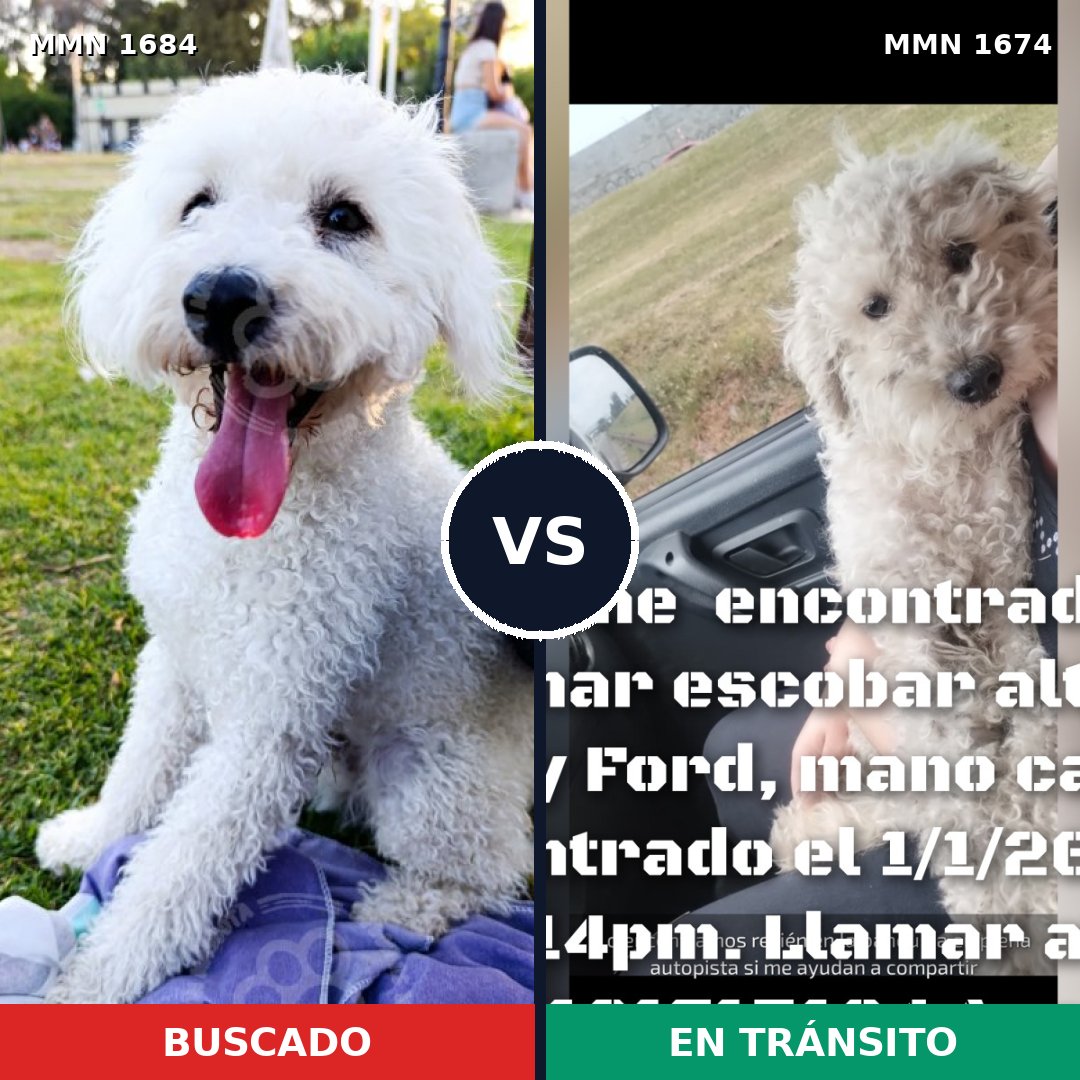Comparativa MMS 36706: mascota perdida y mascota encontrada, 49% de similitud