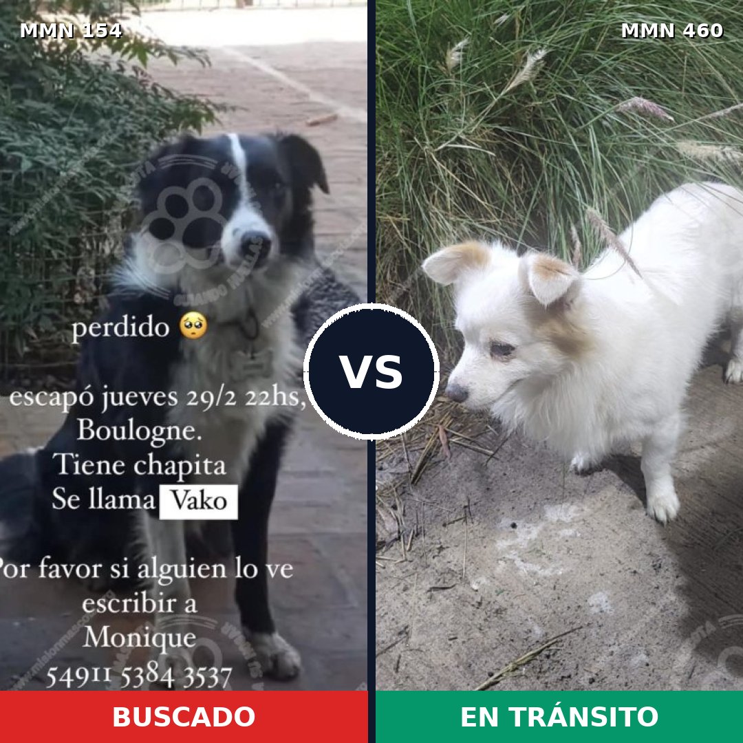 Comparativa MMS 3671: mascota perdida y mascota encontrada, 29% de similitud