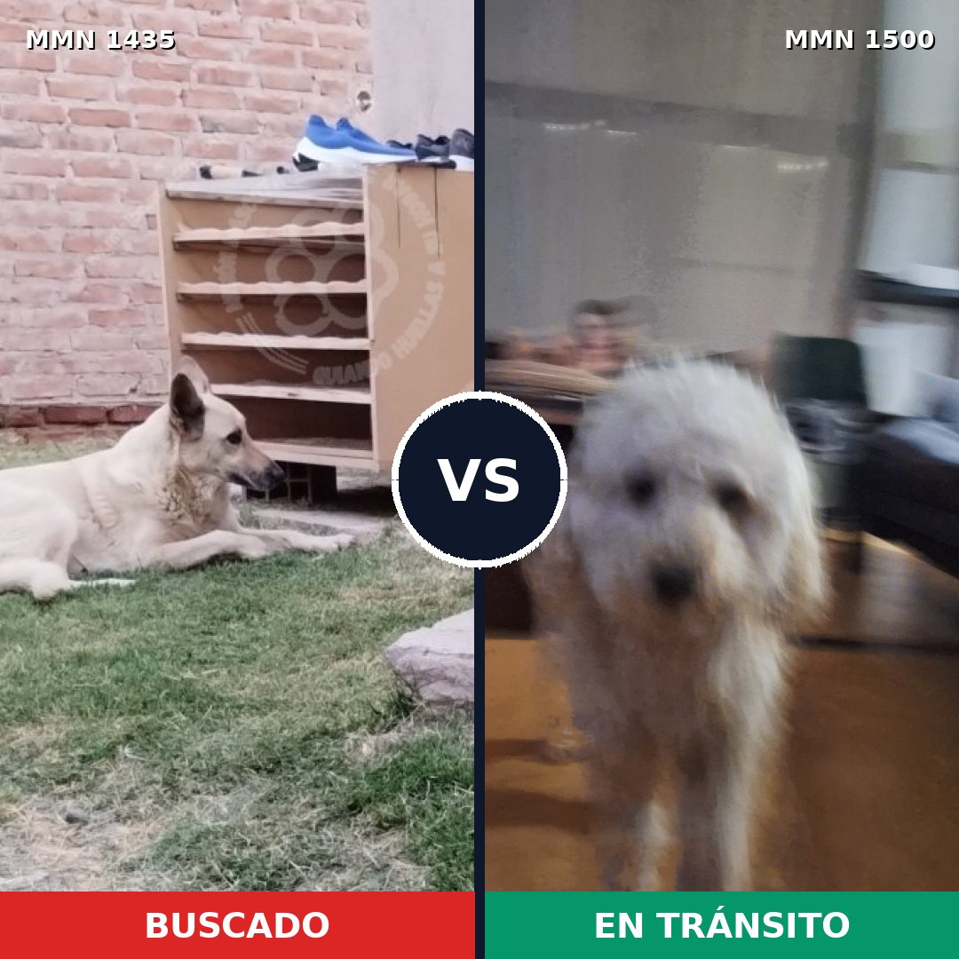 Comparativa MMS 36710: mascota perdida y mascota encontrada, 27% de similitud