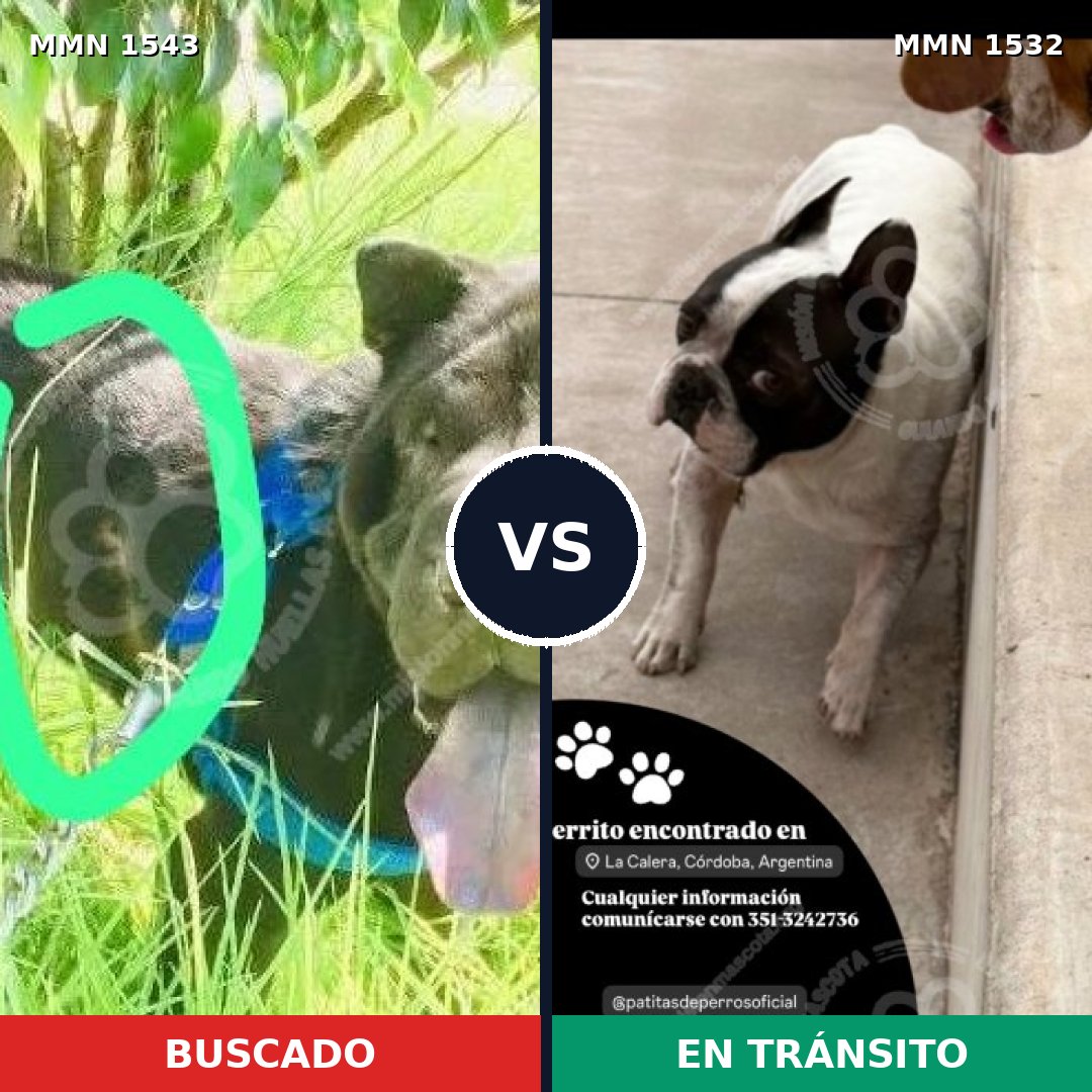 Comparativa MMS 36714: mascota perdida y mascota encontrada, 31% de similitud