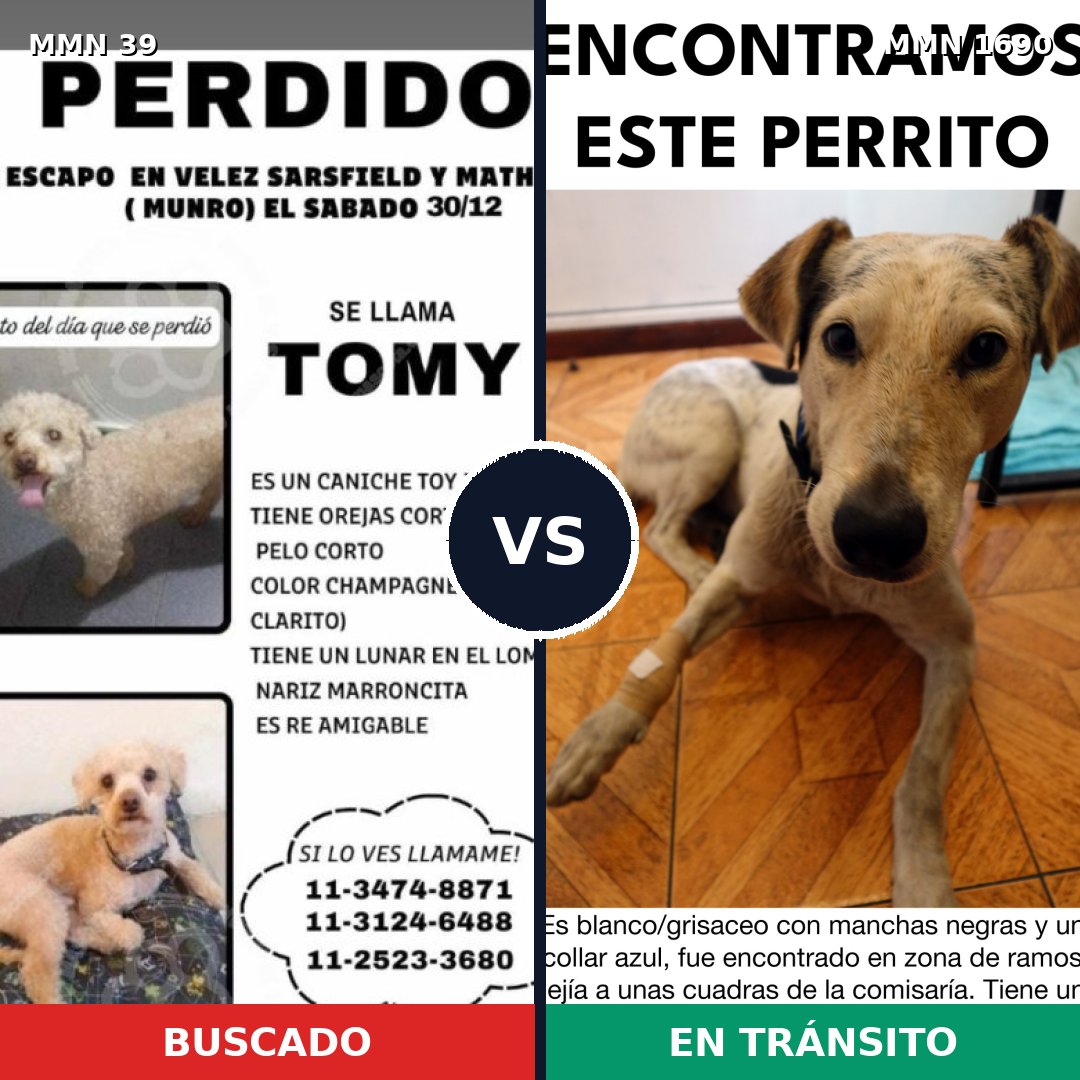 Comparativa MMS 36716: mascota perdida y mascota encontrada, 29% de similitud