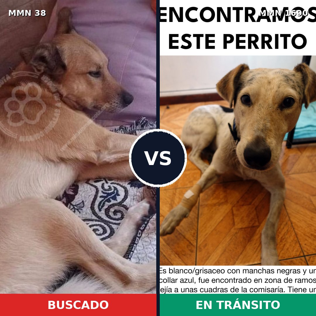 Comparativa MMS 36717: mascota perdida y mascota encontrada, 59% de similitud