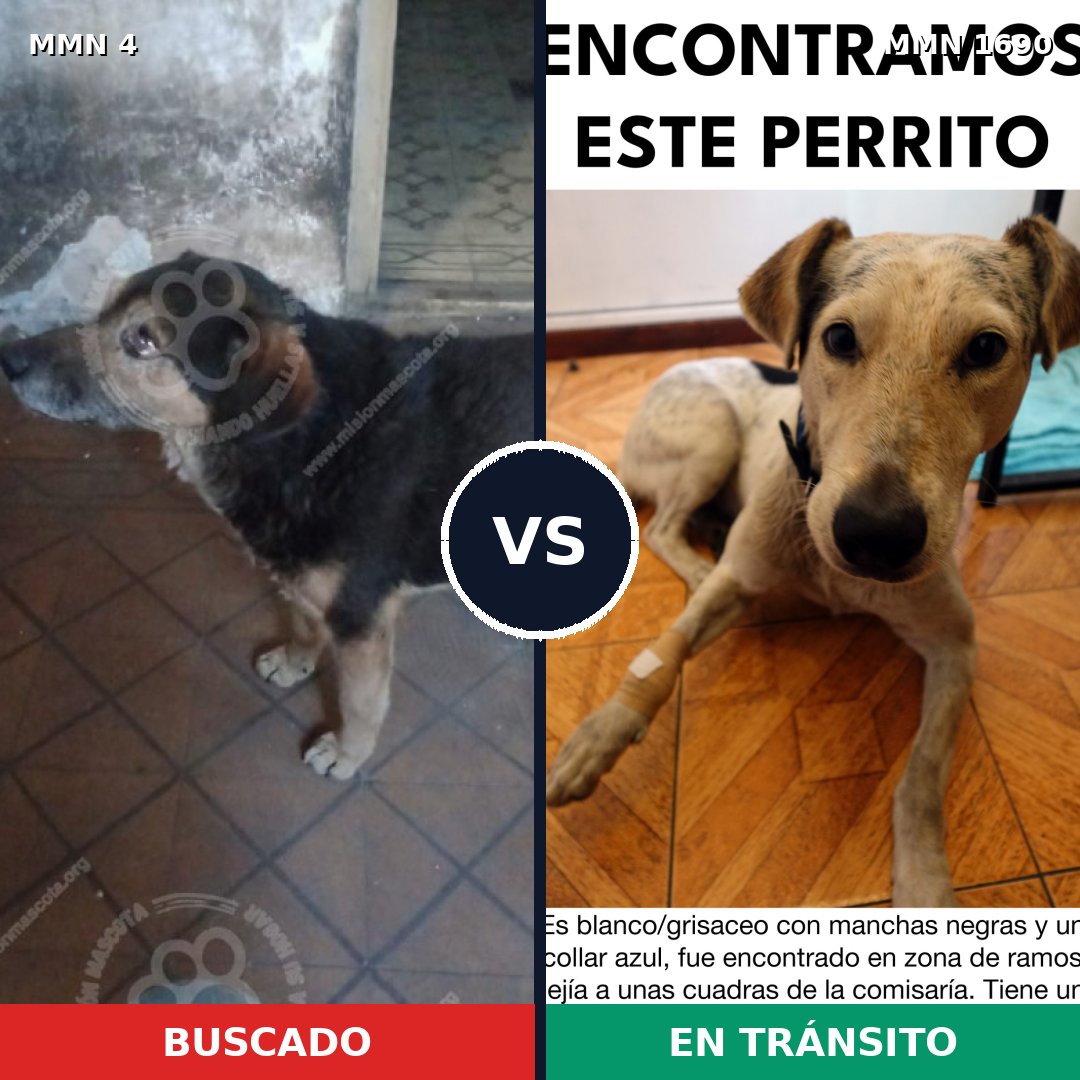 Comparativa MMS 36718: mascota perdida y mascota encontrada, 54% de similitud