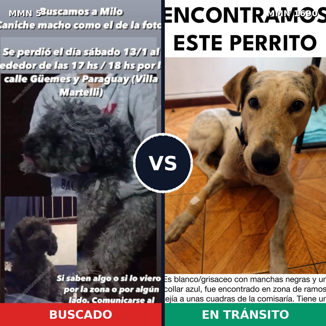 Comparativa MMS 36719: mascota perdida y mascota encontrada, 32% de similitud