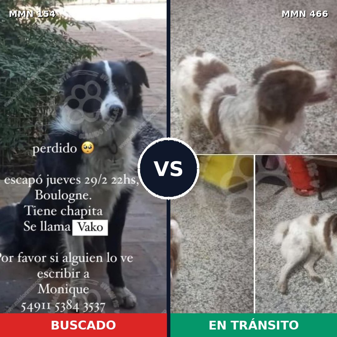 Comparativa MMS 3672: mascota perdida y mascota encontrada, 68% de similitud