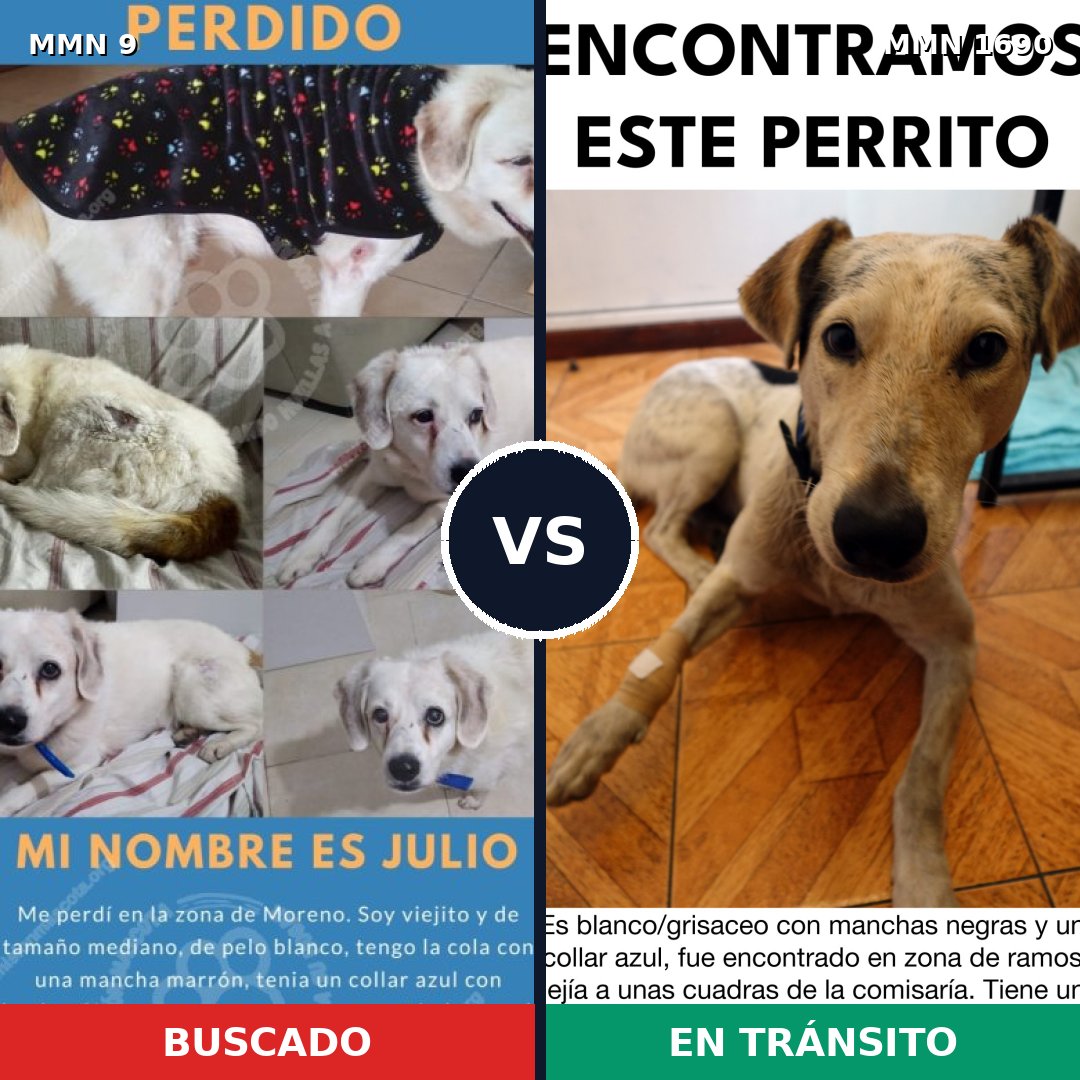 Comparativa MMS 36720: mascota perdida y mascota encontrada, 65% de similitud