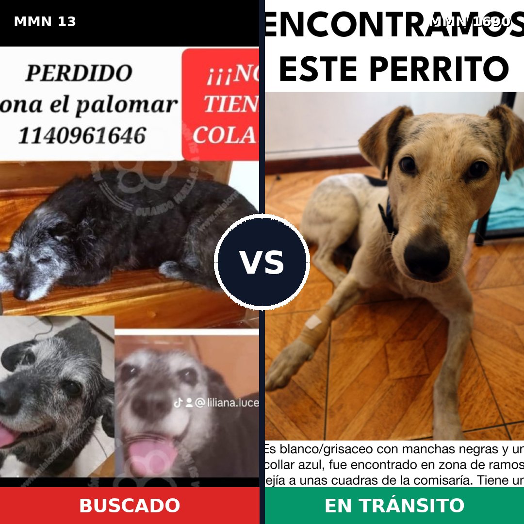 Comparativa MMS 36722: mascota perdida y mascota encontrada, 61% de similitud
