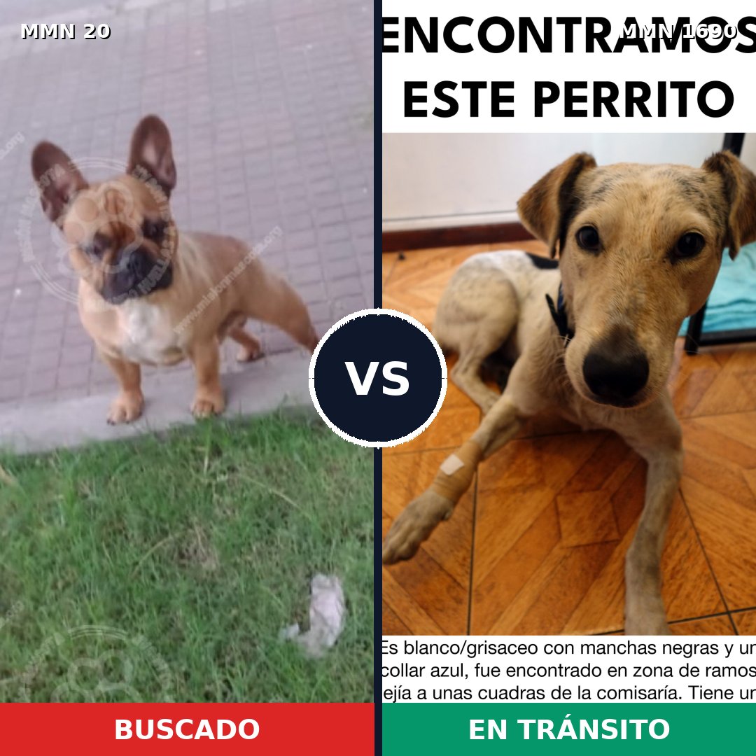 Comparativa MMS 36724: mascota perdida y mascota encontrada, 23% de similitud