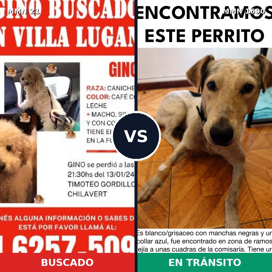 Comparativa MMS 36725: mascota perdida y mascota encontrada, 26% de similitud