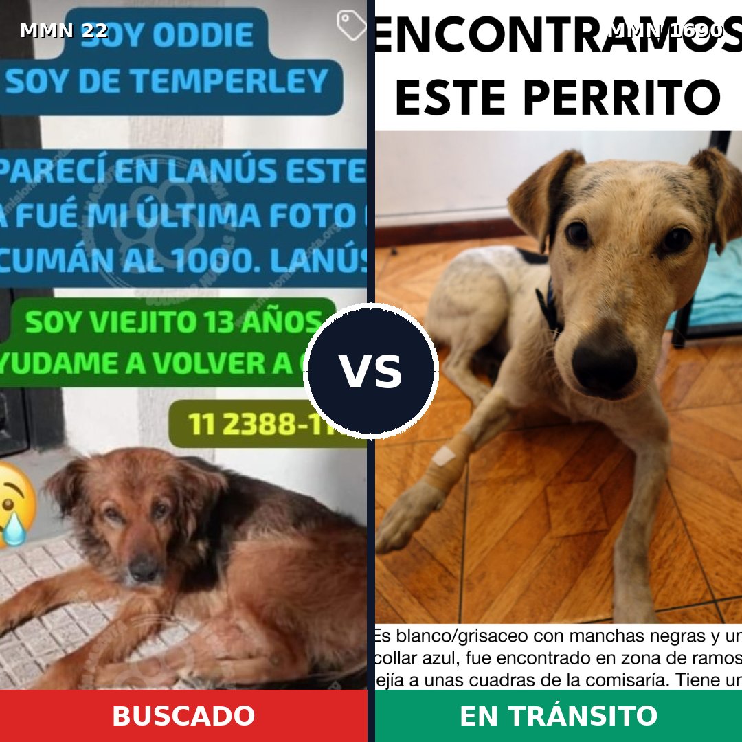 Comparativa MMS 36726: mascota perdida y mascota encontrada, 59% de similitud