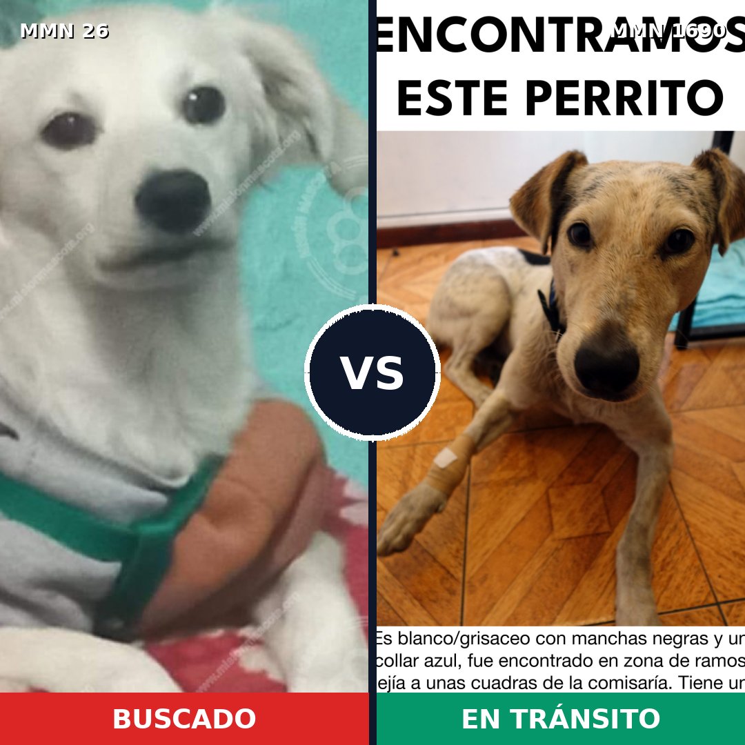 Comparativa MMS 36727: mascota perdida y mascota encontrada, 46% de similitud