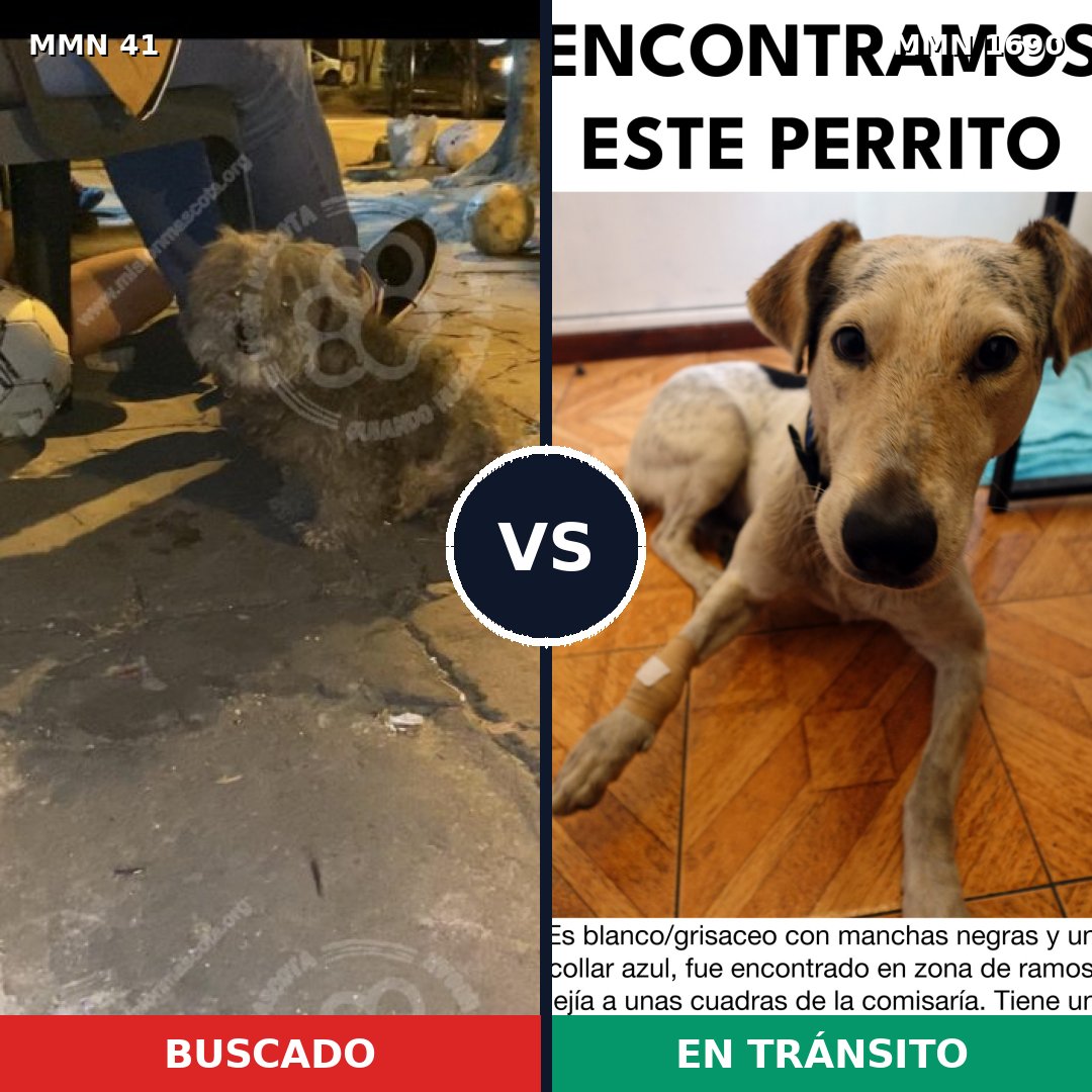 Comparativa MMS 36729: mascota perdida y mascota encontrada, 47% de similitud