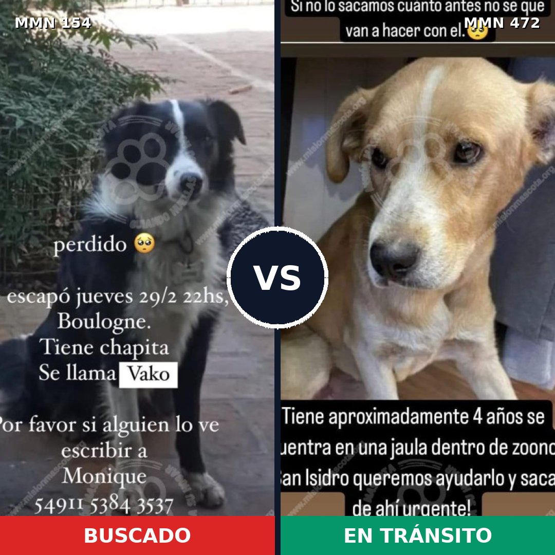 Comparativa MMS 3673: mascota perdida y mascota encontrada, 65% de similitud