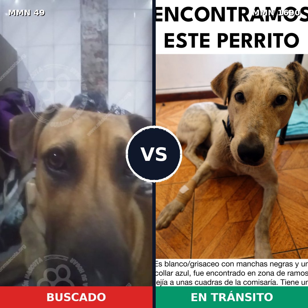 Comparativa MMS 36730: mascota perdida y mascota encontrada, 64% de similitud