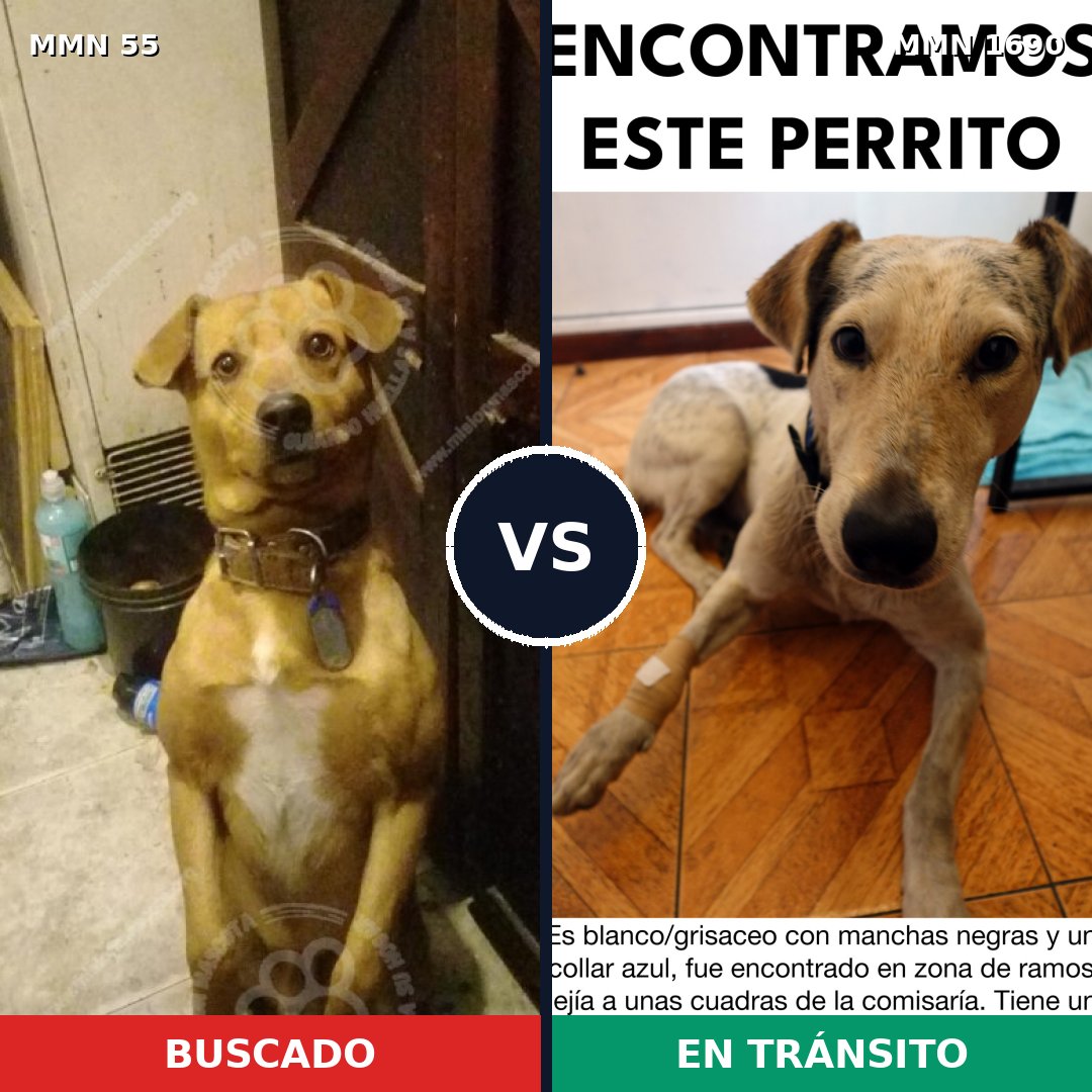 Comparativa MMS 36731: mascota perdida y mascota encontrada, 59% de similitud