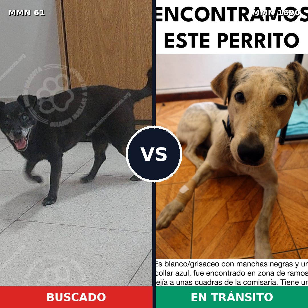 Comparativa MMS 36732: mascota perdida y mascota encontrada, 54% de similitud