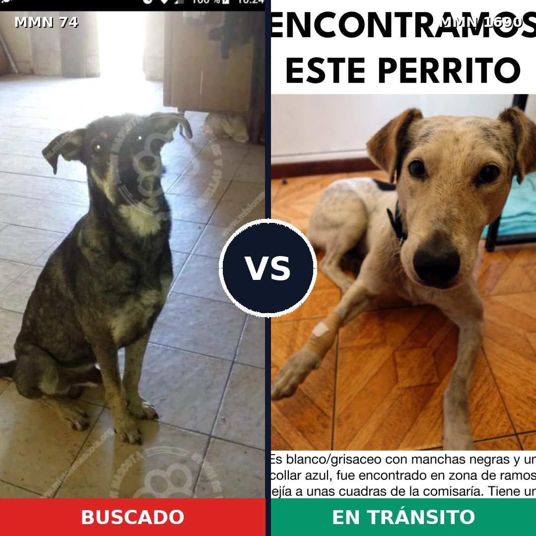 Comparativa MMS 36733: mascota perdida y mascota encontrada, 66% de similitud