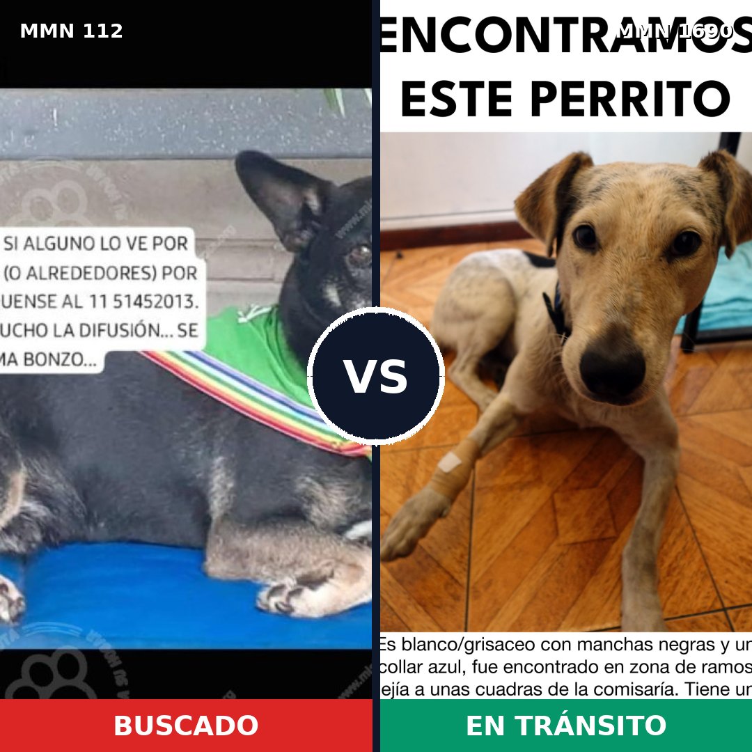 Comparativa MMS 36735: mascota perdida y mascota encontrada, 60% de similitud
