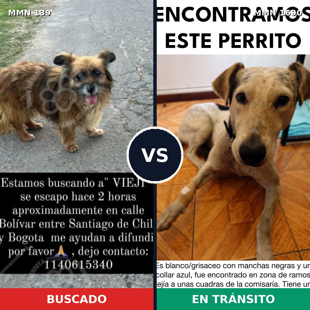 Comparativa MMS 36736: mascota perdida y mascota encontrada, 54% de similitud