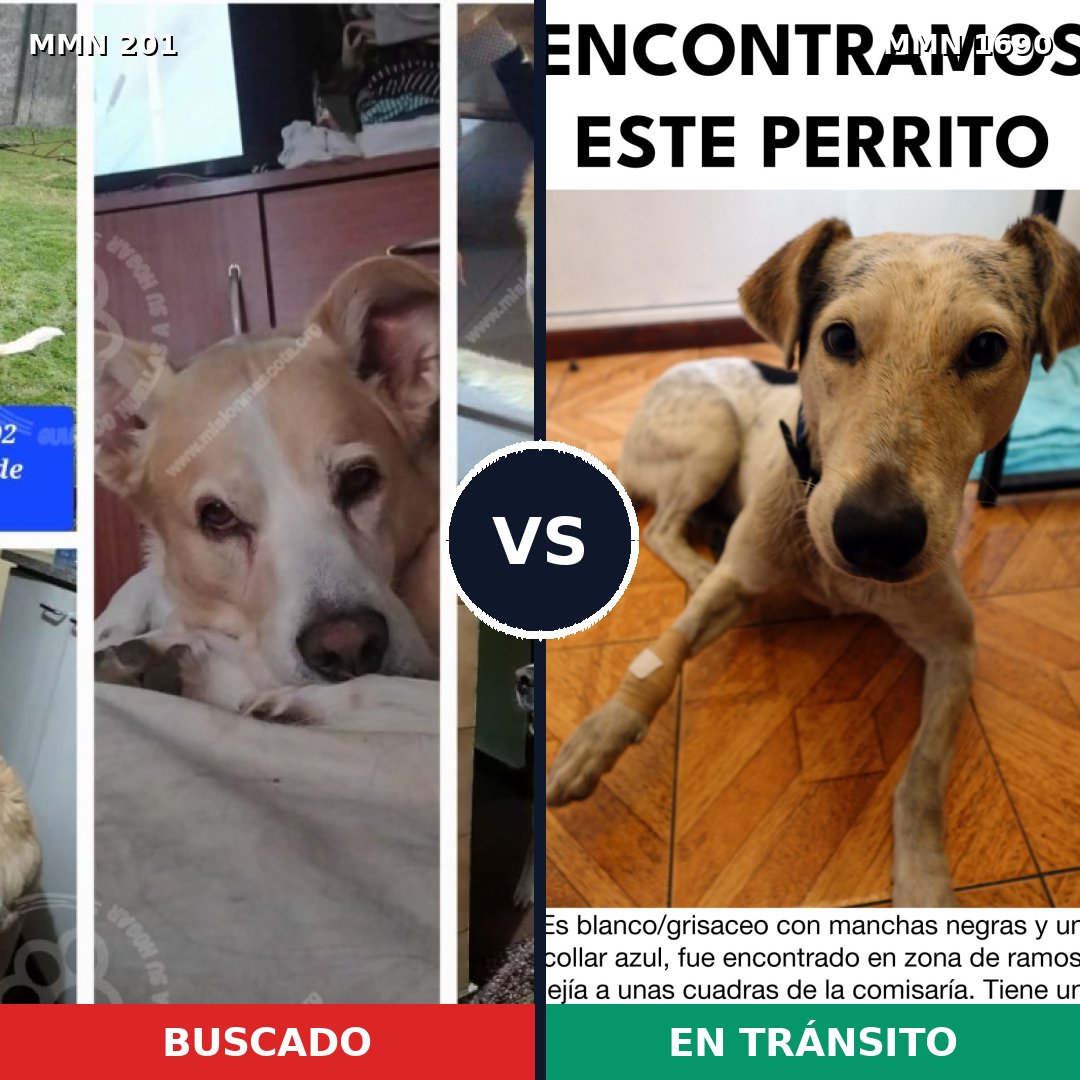 Comparativa MMS 36737: mascota perdida y mascota encontrada, 78% de similitud