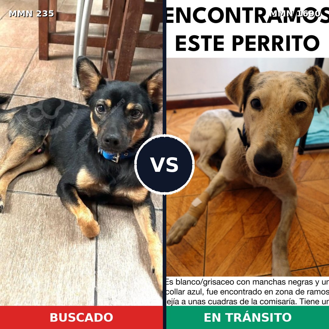 Comparativa MMS 36738: mascota perdida y mascota encontrada, 46% de similitud