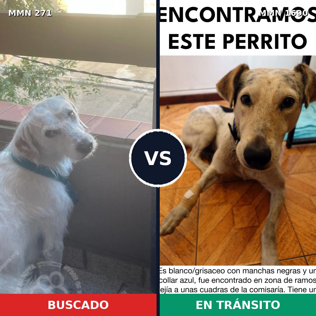 Comparativa MMS 36739: mascota perdida y mascota encontrada, 61% de similitud