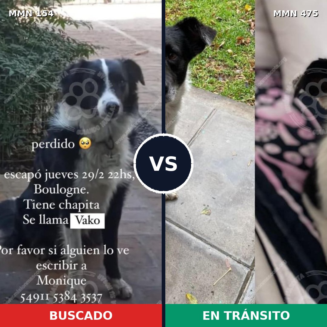 Comparativa MMS 3674: mascota perdida y mascota encontrada, 83% de similitud
