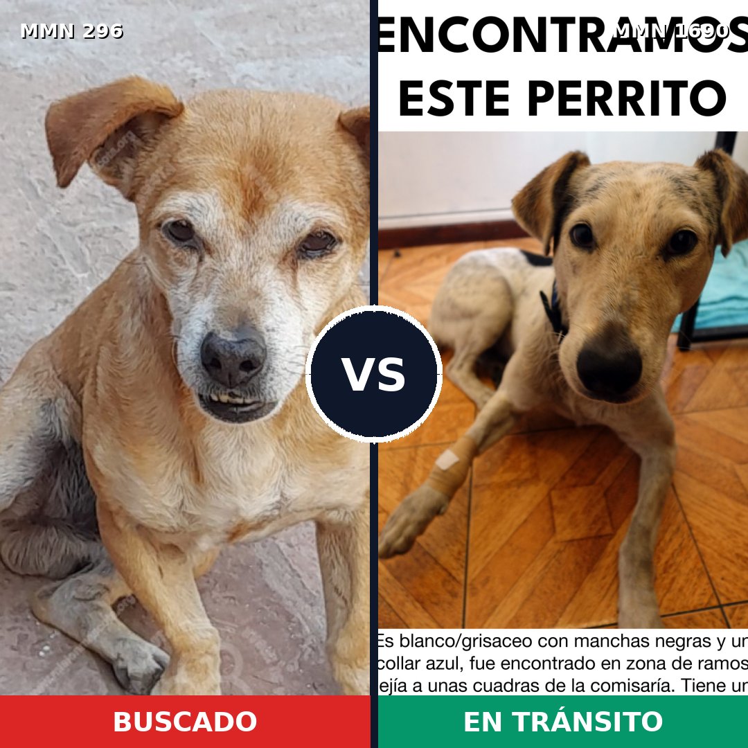 Comparativa MMS 36740: mascota perdida y mascota encontrada, 54% de similitud