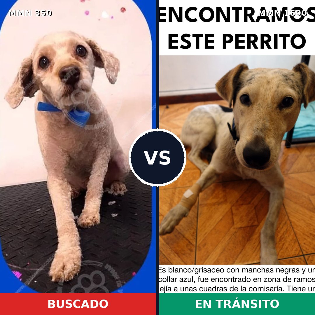Comparativa MMS 36741: mascota perdida y mascota encontrada, 34% de similitud