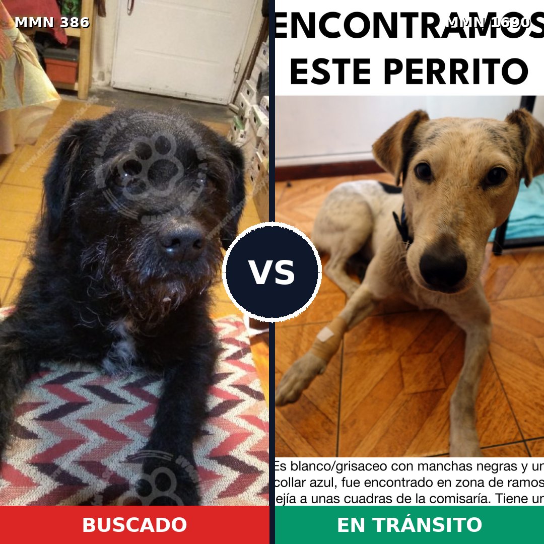 Comparativa MMS 36742: mascota perdida y mascota encontrada, 68% de similitud