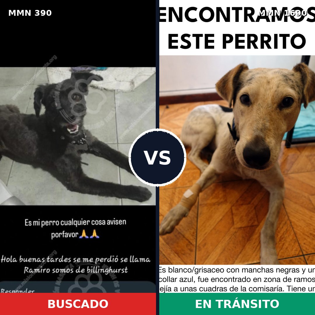 Comparativa MMS 36743: mascota perdida y mascota encontrada, 44% de similitud