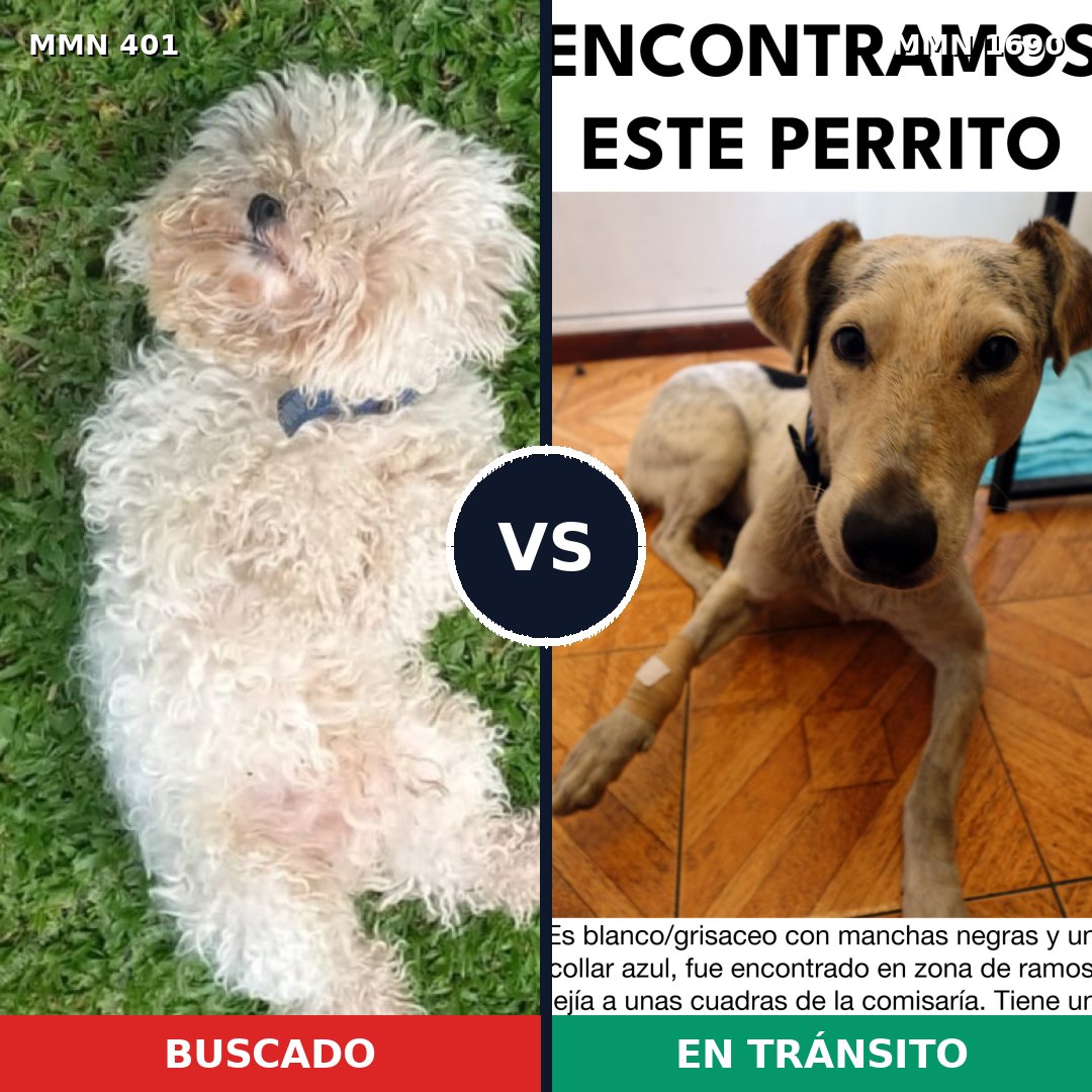 Comparativa MMS 36744: mascota perdida y mascota encontrada, 25% de similitud