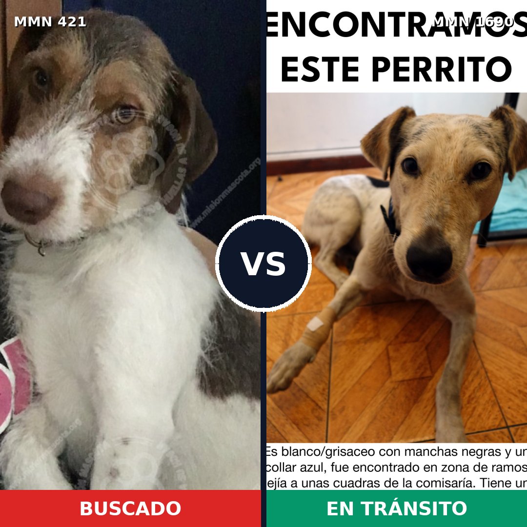Comparativa MMS 36745: mascota perdida y mascota encontrada, 68% de similitud