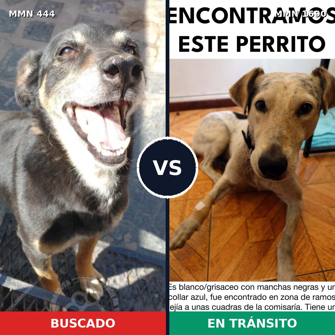 Comparativa MMS 36748: mascota perdida y mascota encontrada, 73% de similitud