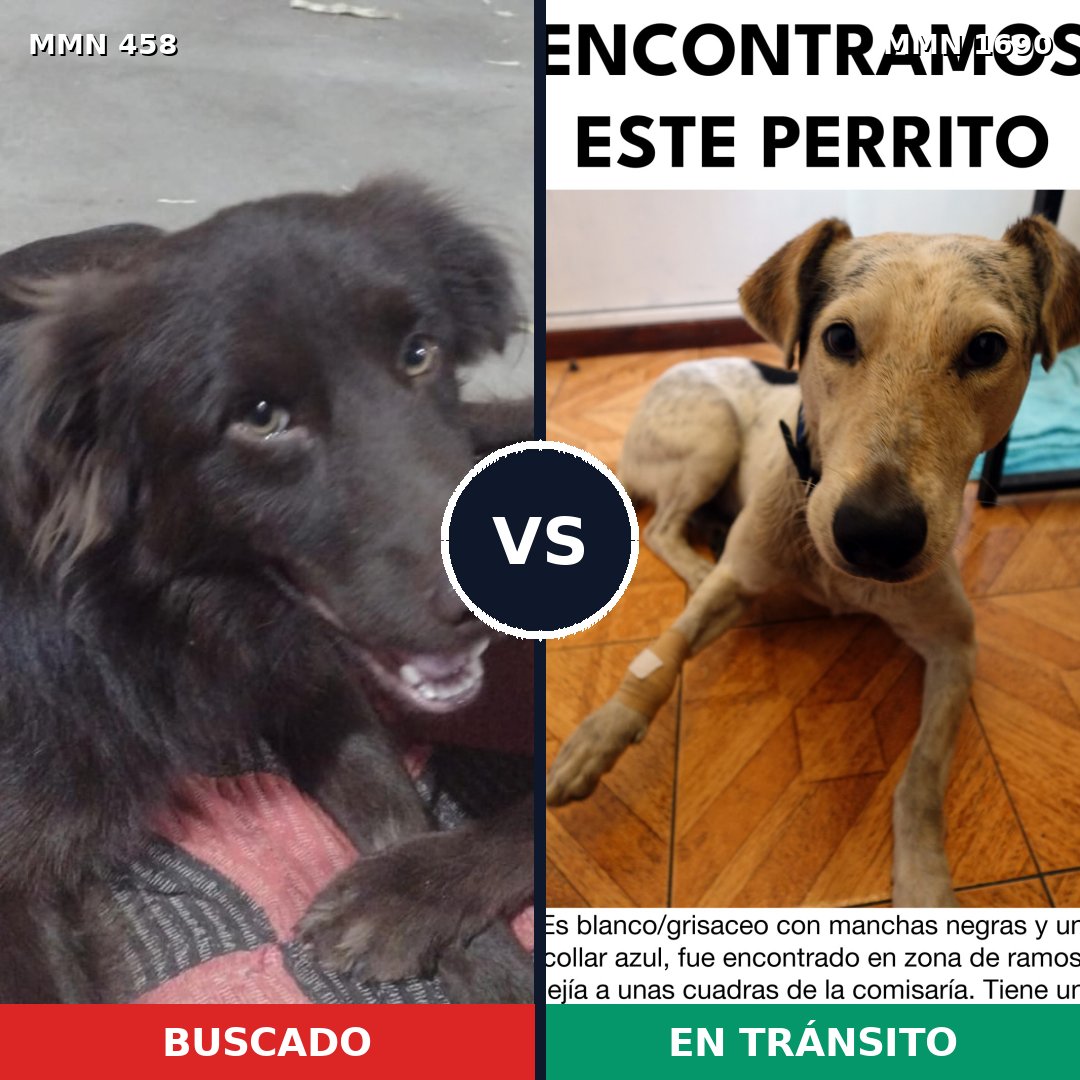 Comparativa MMS 36749: mascota perdida y mascota encontrada, 59% de similitud