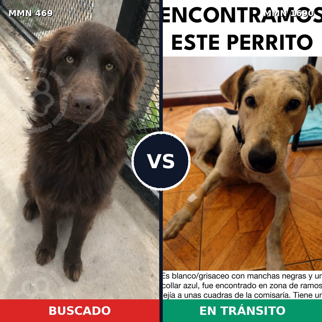 Comparativa MMS 36750: mascota perdida y mascota encontrada, 58% de similitud