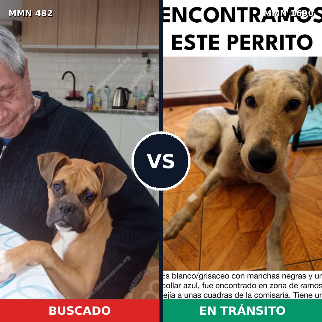 Comparativa MMS 36752: mascota perdida y mascota encontrada, 48% de similitud