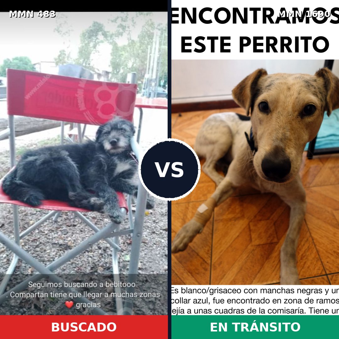 Comparativa MMS 36753: mascota perdida y mascota encontrada, 69% de similitud
