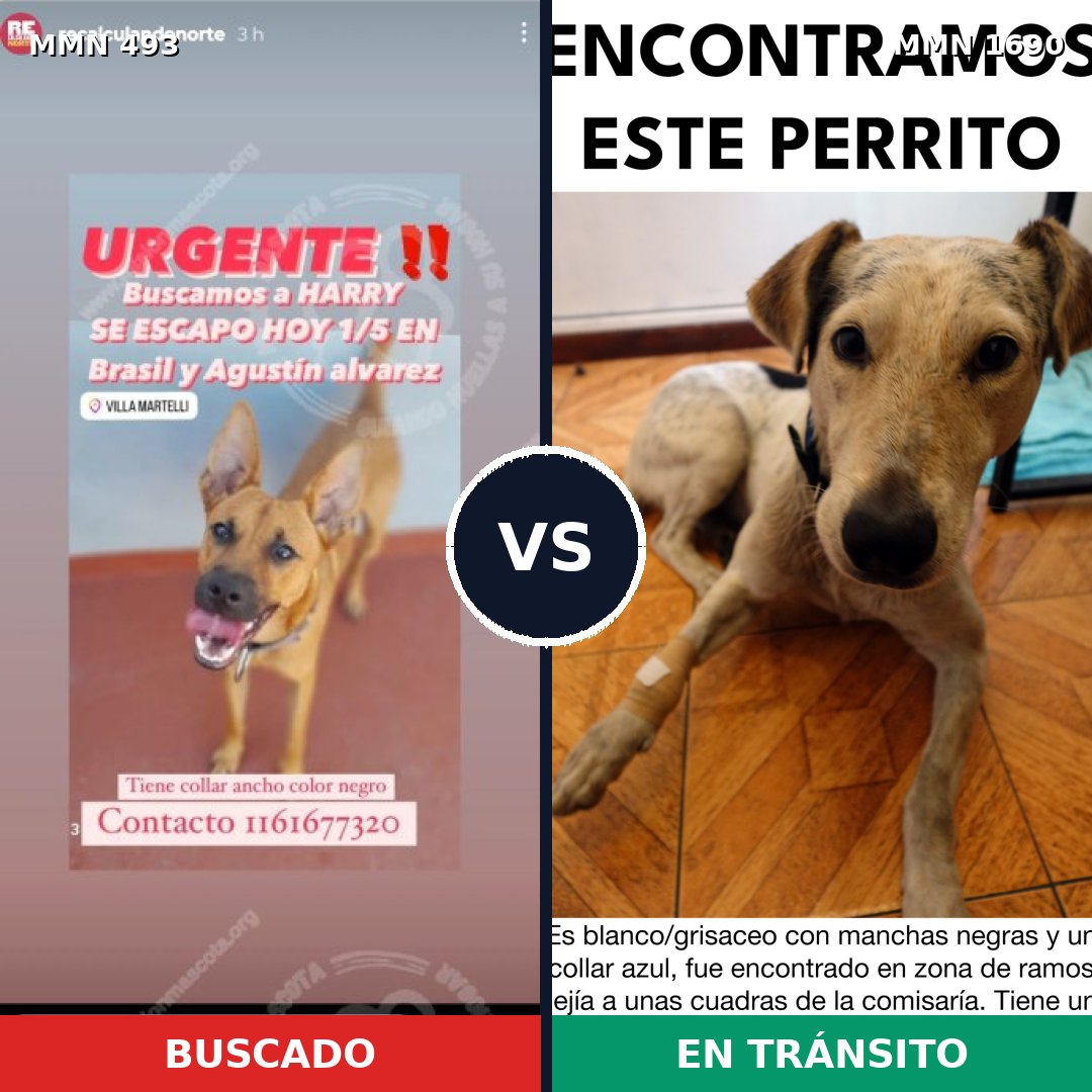 Comparativa MMS 36754: mascota perdida y mascota encontrada, 59% de similitud