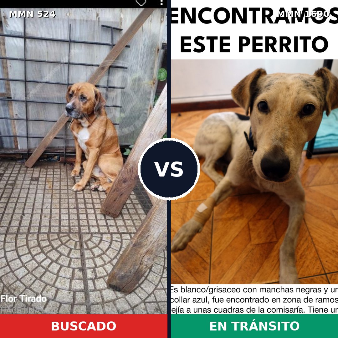 Comparativa MMS 36755: mascota perdida y mascota encontrada, 76% de similitud